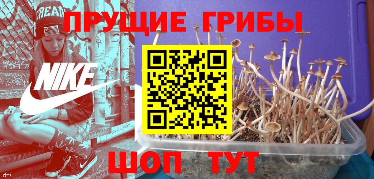 Псилоцибиновые грибы Psilocybine cubensis Серов