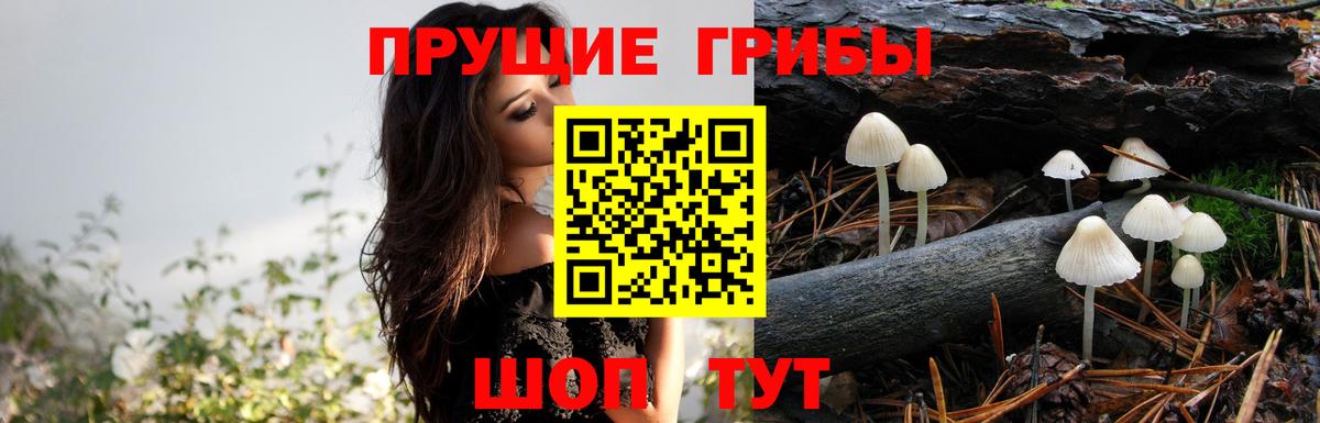 Серов  Галлюциногенные грибы Psilocybe  Вход с VPN 